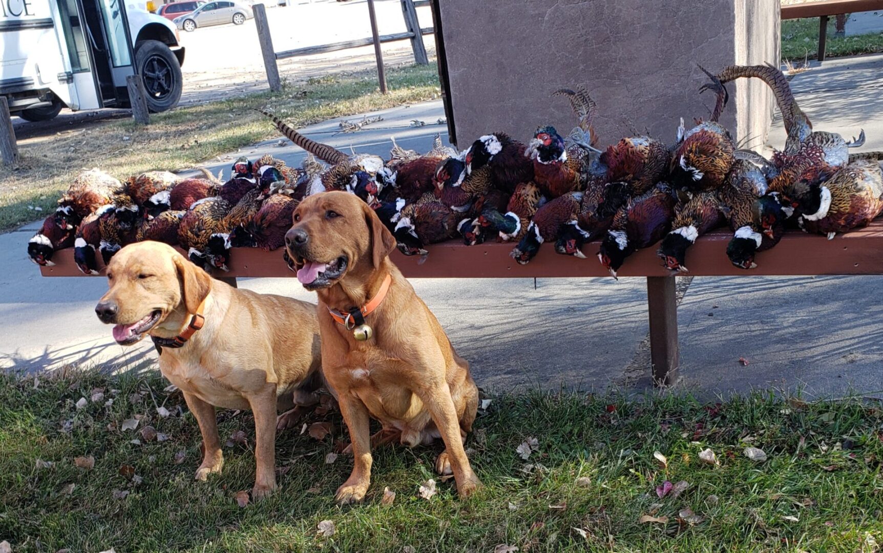 two dogs sitting in front of a bench with a row of hunted pheasants