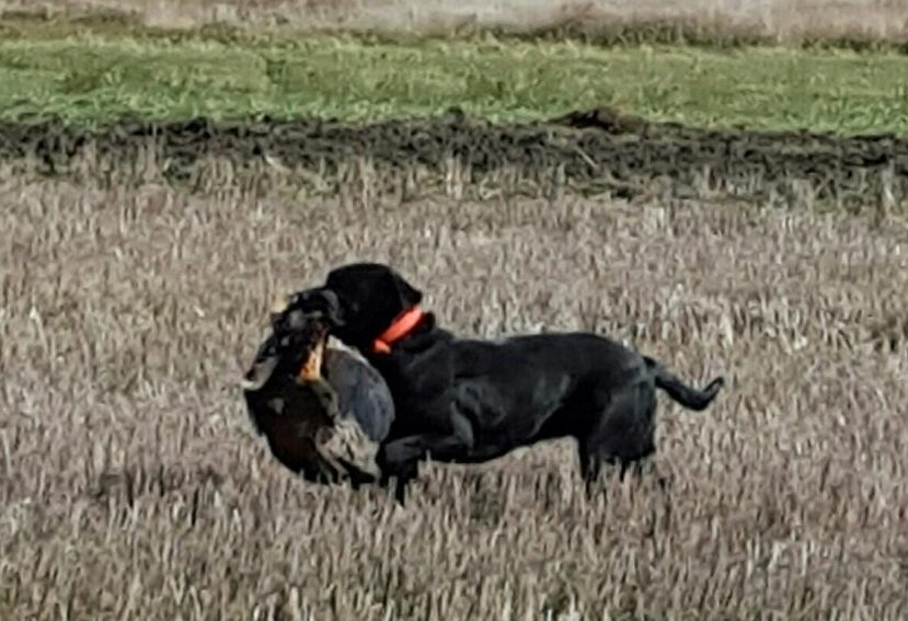 a black dog with a pheasant in its mouth