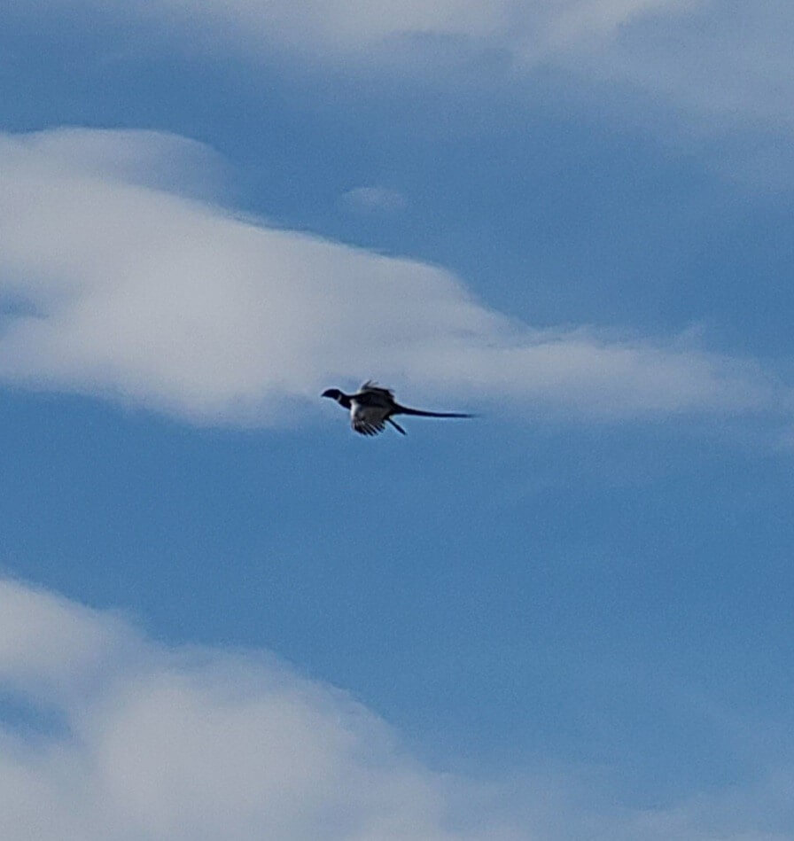 a flying pheasant