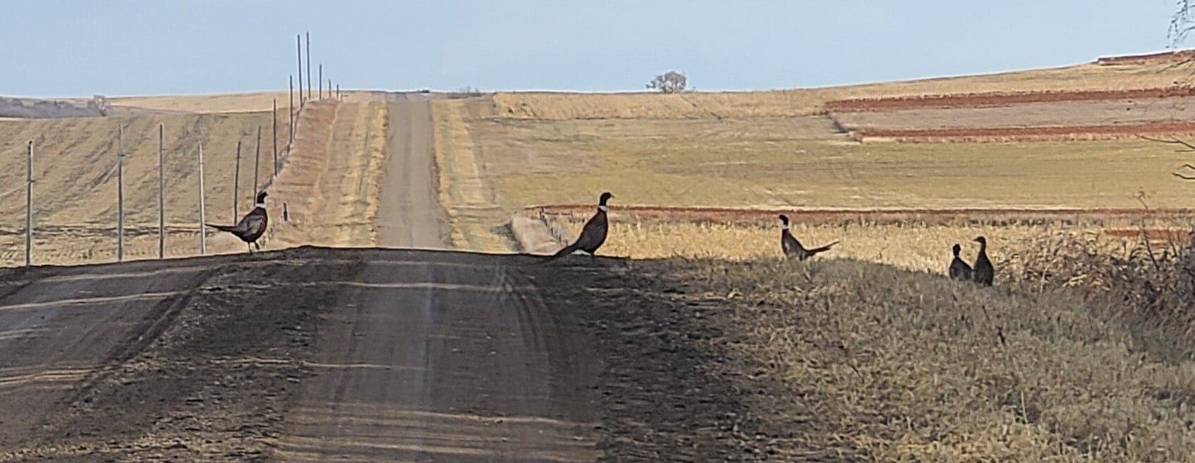 a group of pheasants in the road