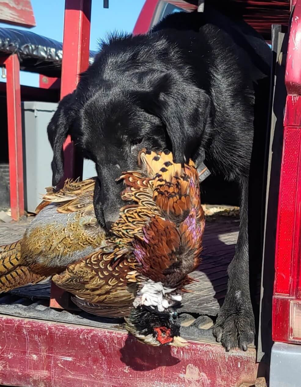 a black dog biting a pheasant