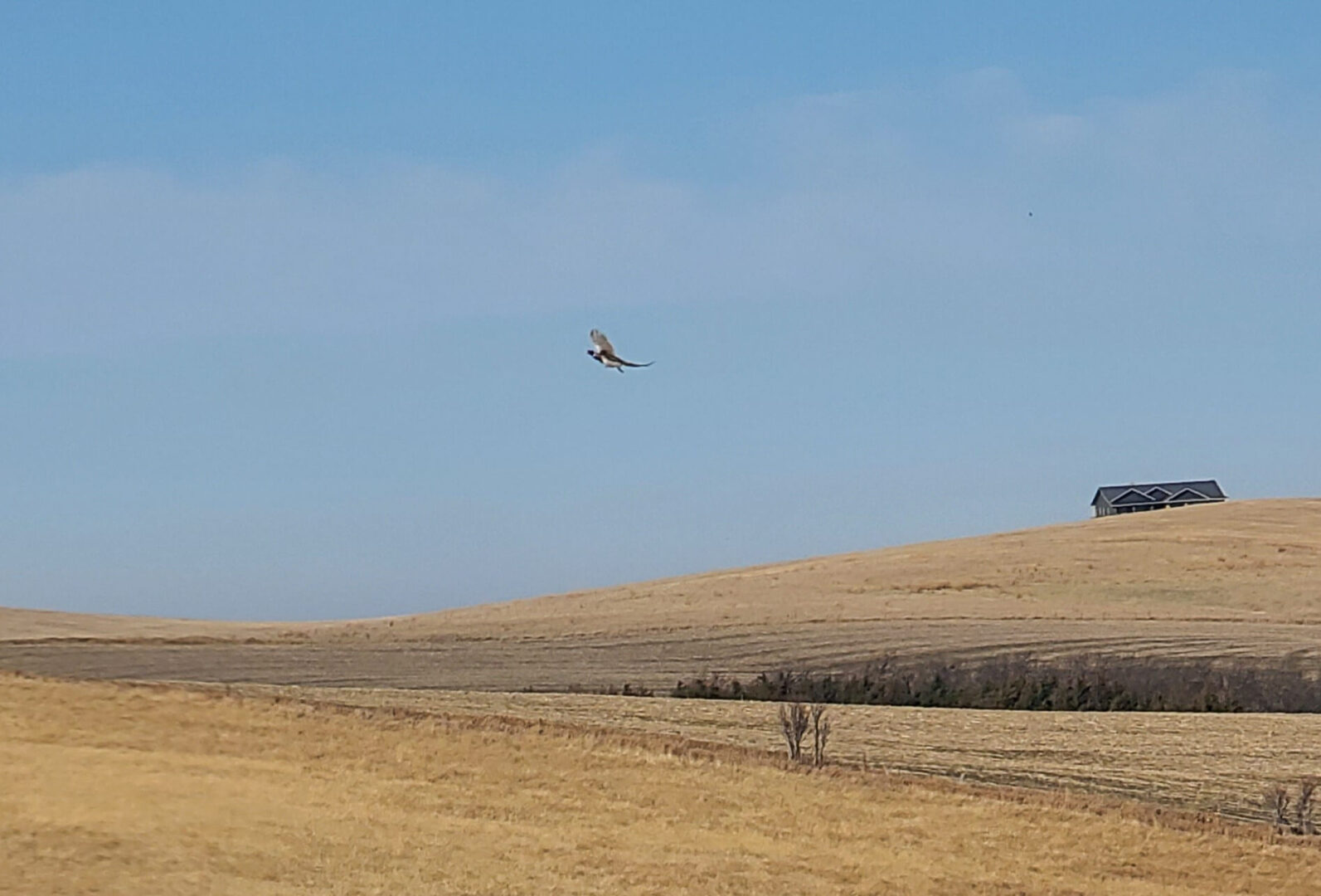 a pheasant flying over a field