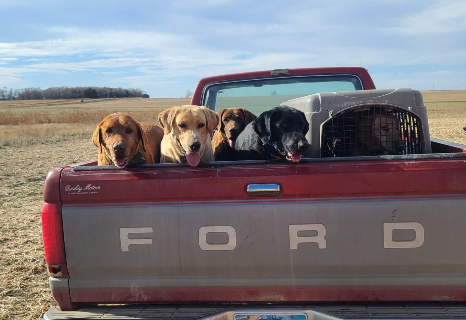 a group of dogs in the back of a truck