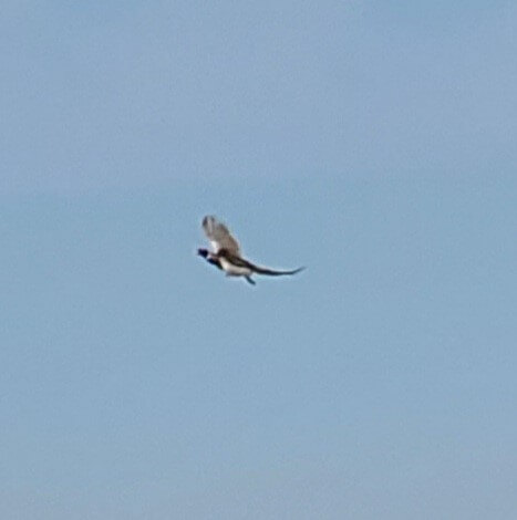 a zoomed in photo of a flying pheasant