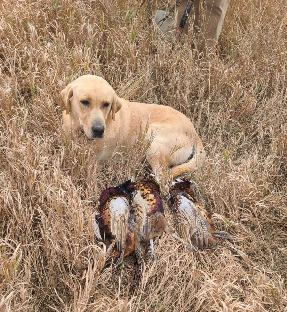 a dog siting in a field with two hunted pheasants