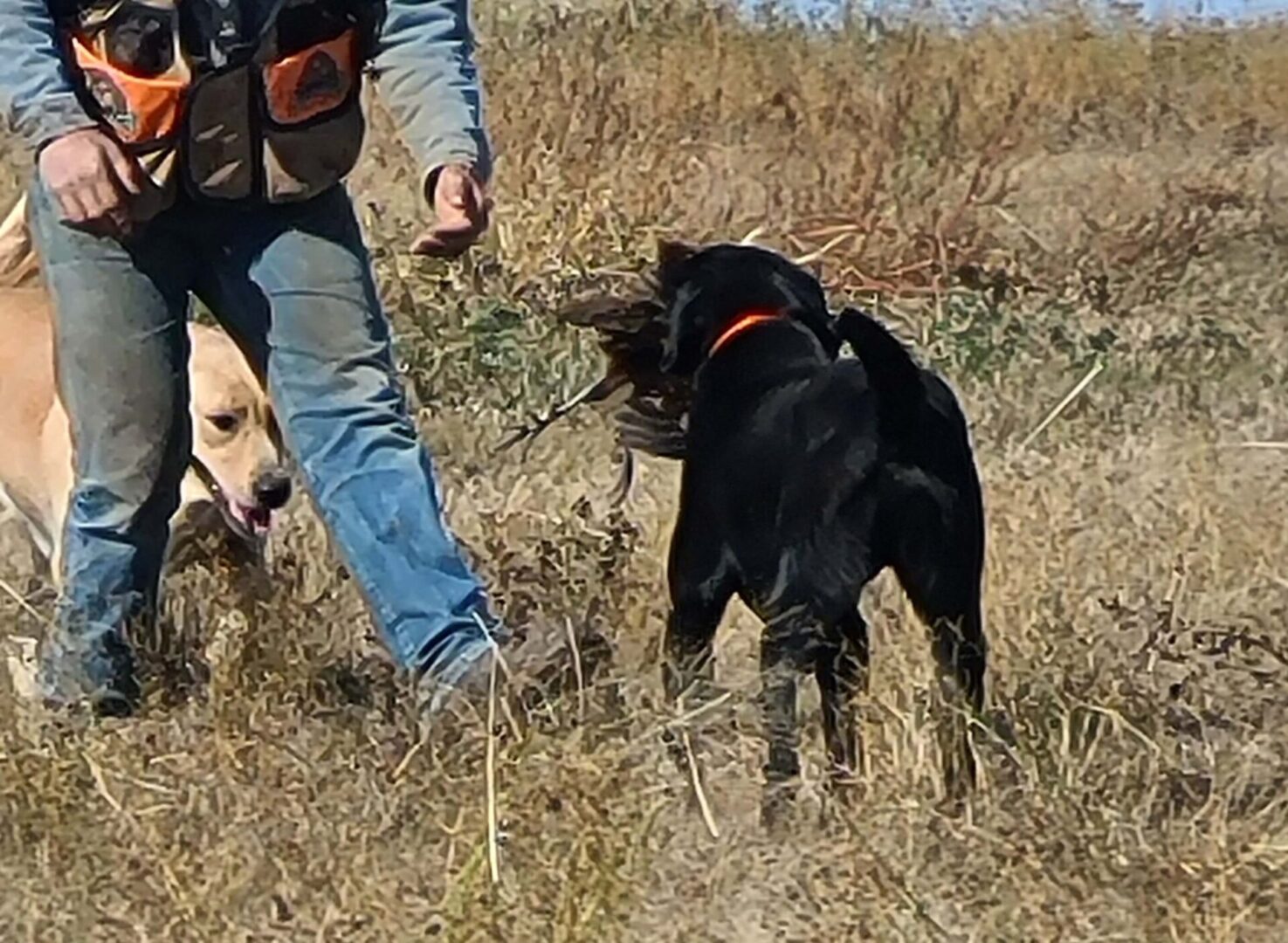 two dogs and a man in a field