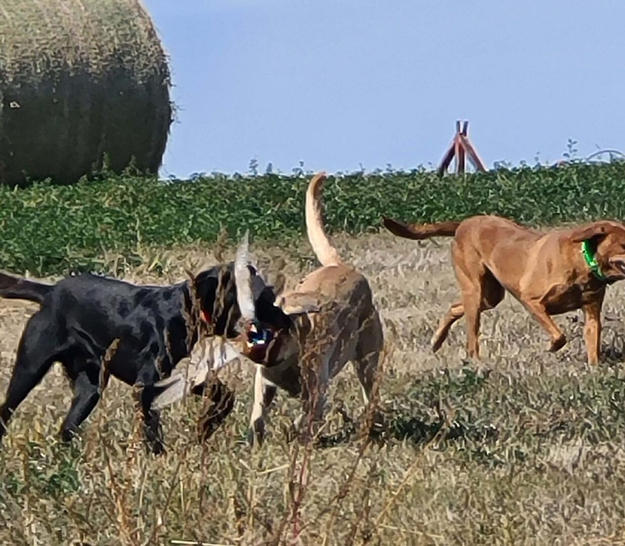 three dogs in a hunting ground