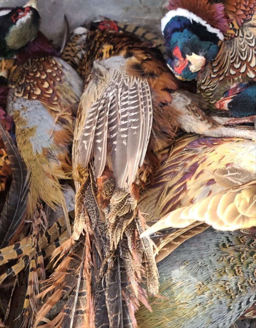 hunted pheasants