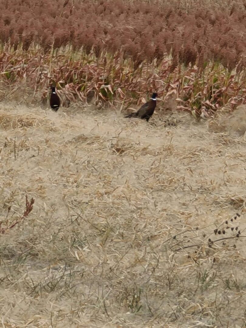 pheasants in a field