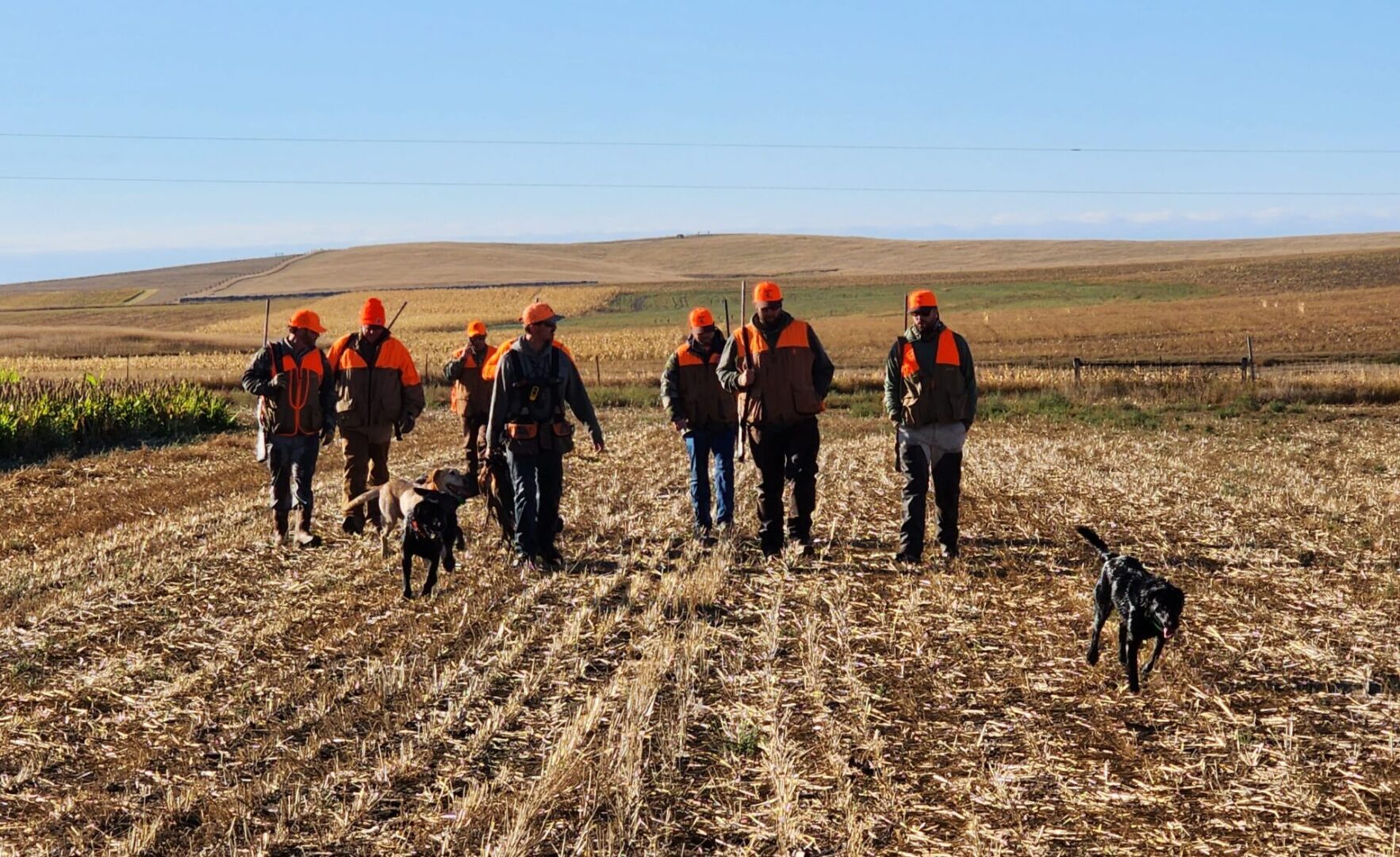 Hunters on the Field with Three Dogs