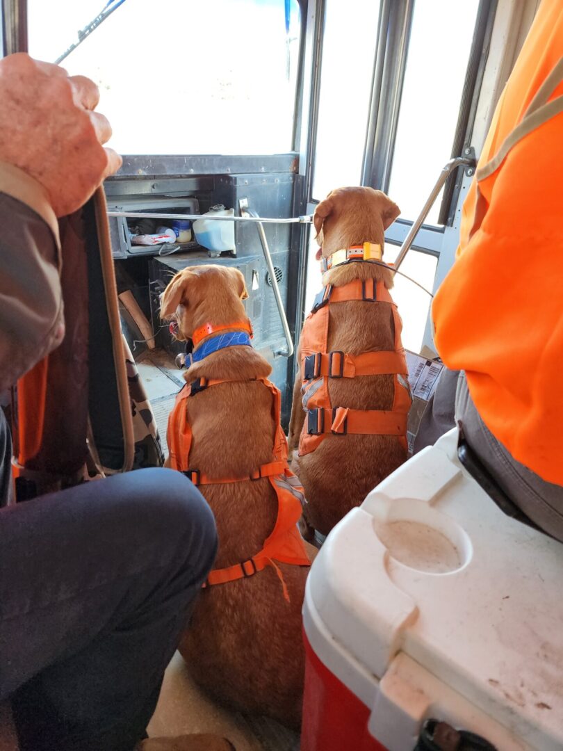 Two Dogs Sitting on Hunting Truck