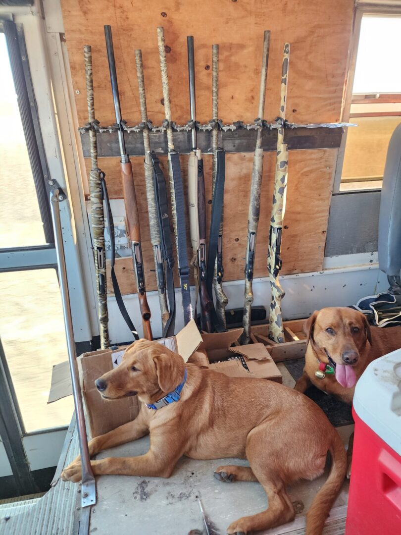 Dogs and Guns in the Hunting Truck