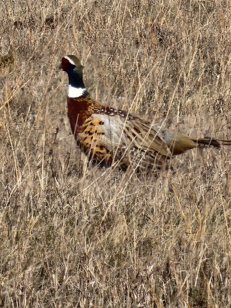 Beautiful Biard at SDBC Hunting Field