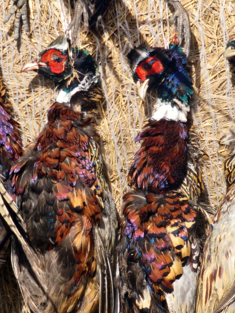 The Hunted Birds at SDBC Hunting Field