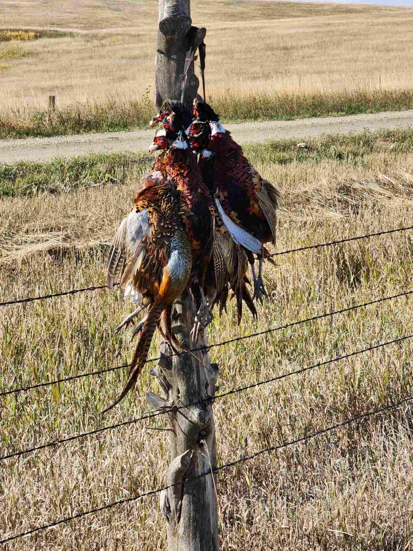 a bunch of hunt birds hung on a pole