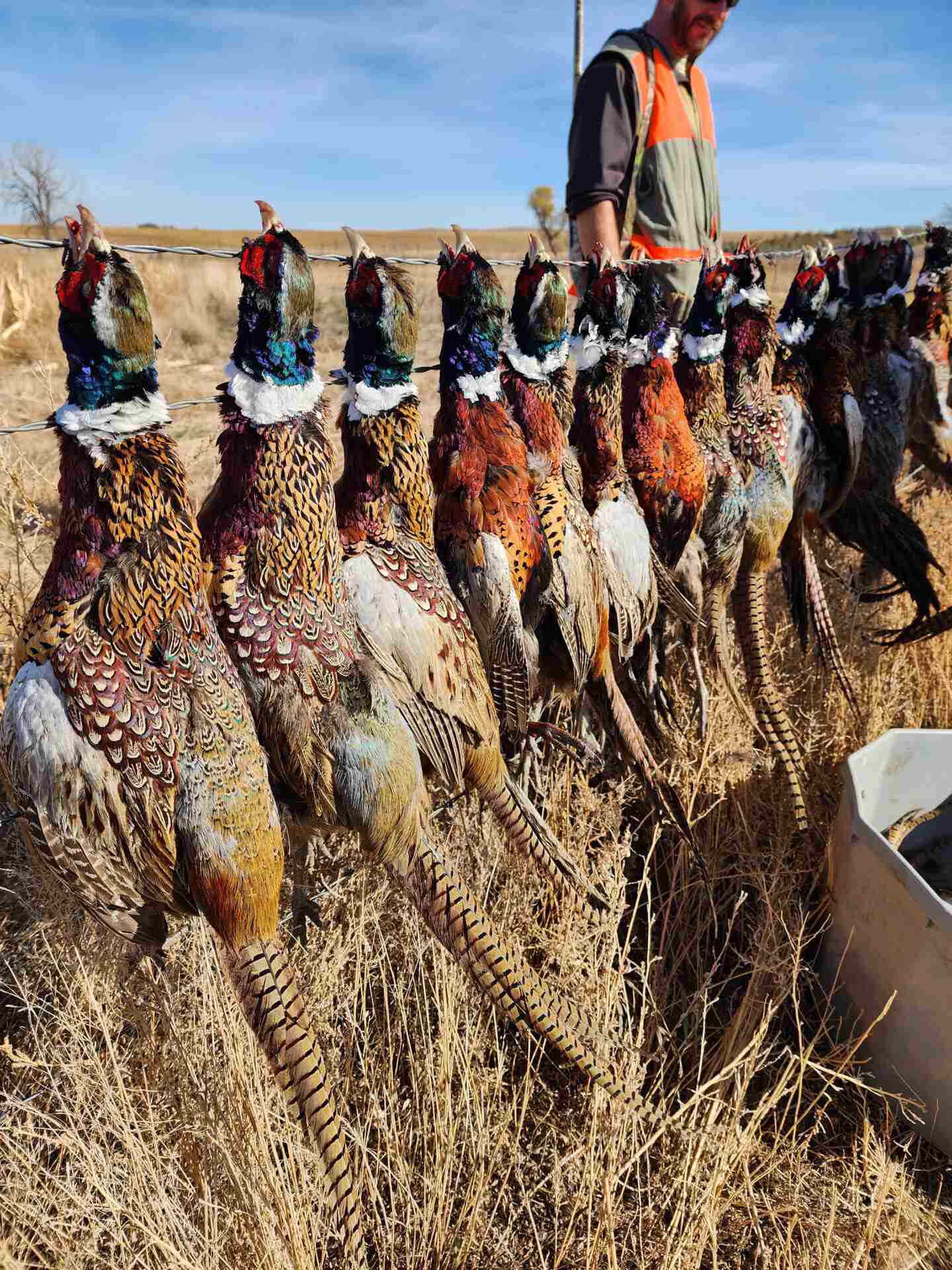 a man looking at the killed birds