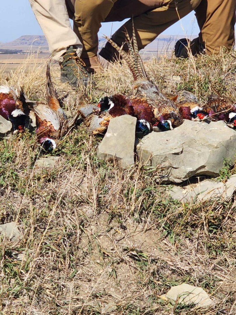 Hunting Birds with Hunter on Field